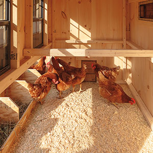 Quaker Style 4x6 Chicken Coops in Maryland PA