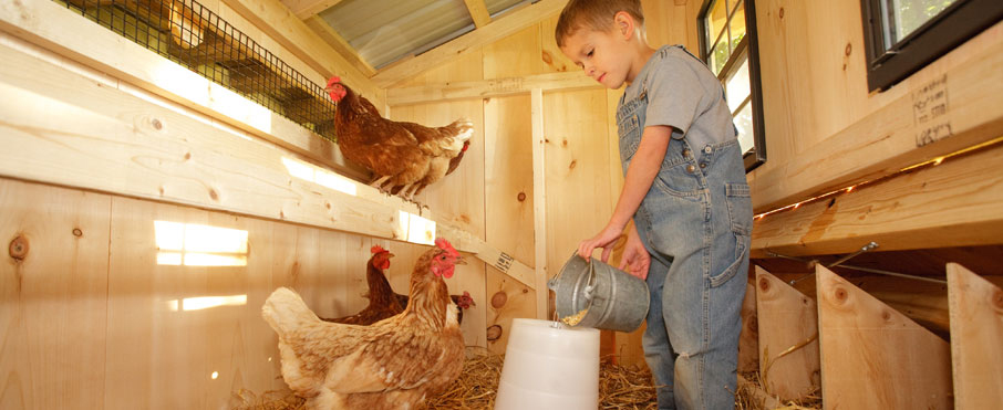 Lancaster Chicken Coops | Amish Chicken Coops